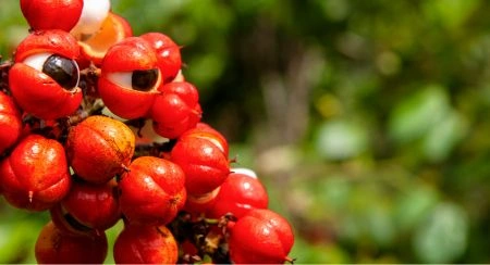 Vittaburn guarana ingredient